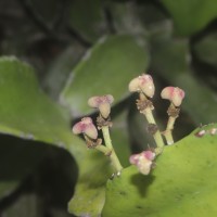 Euphorbia antiquorum L.